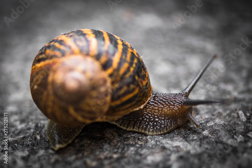 snail on a stone