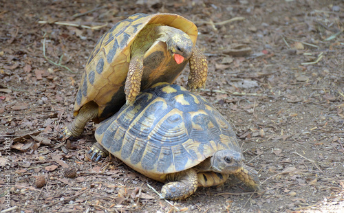 Two Turtles Copulating. One of Them Pushing While the Other One Walks photo