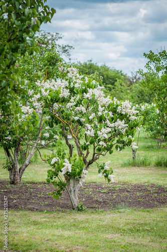 A bush of white lilac in the park. Lilac Garden with blossom lilac - a favorite place of rest of people. Lilac Delight in Dobele, Latvia.
