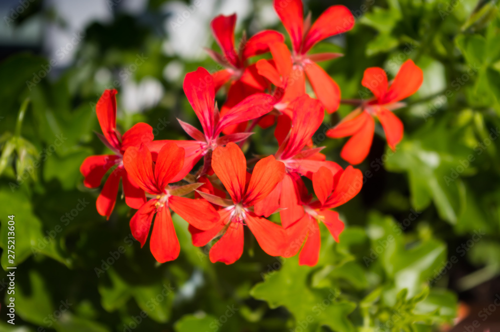 A popular decorative plant called Pelargonie. Latin name Pelargonium. A popular decorative plant called Pelargonie. Latin name Pelargonium.