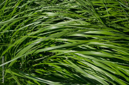 A popular decorative plant called Ornamentation. Latin name Miscanthus sinensis.