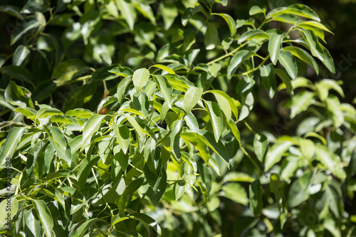 Leaf of Cinnamomum camphora tree