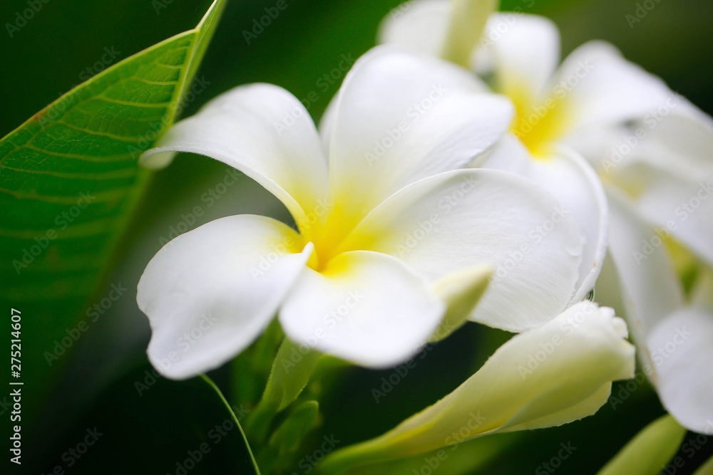 Close-up white frangipani tropical flower, plumeria flower blooming on tree, spa flower in soft dim light is beautiful natural background vintage style Close-up white frangipani tropical flower, plumeria flower blooming on tree, spa flower in soft dim light is beautiful natural background vintage style