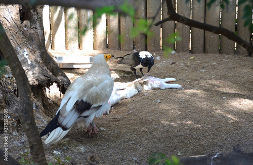 Aegyptian Vulture and White Winged Crow Scavenging photo