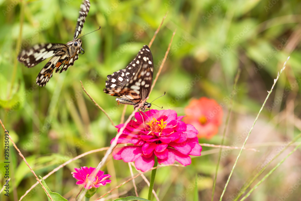 Beautiful butterfly Sucking nectar from pollen In the flower garden Beautiful butterfly Sucking nectar from pollen In the flower garden