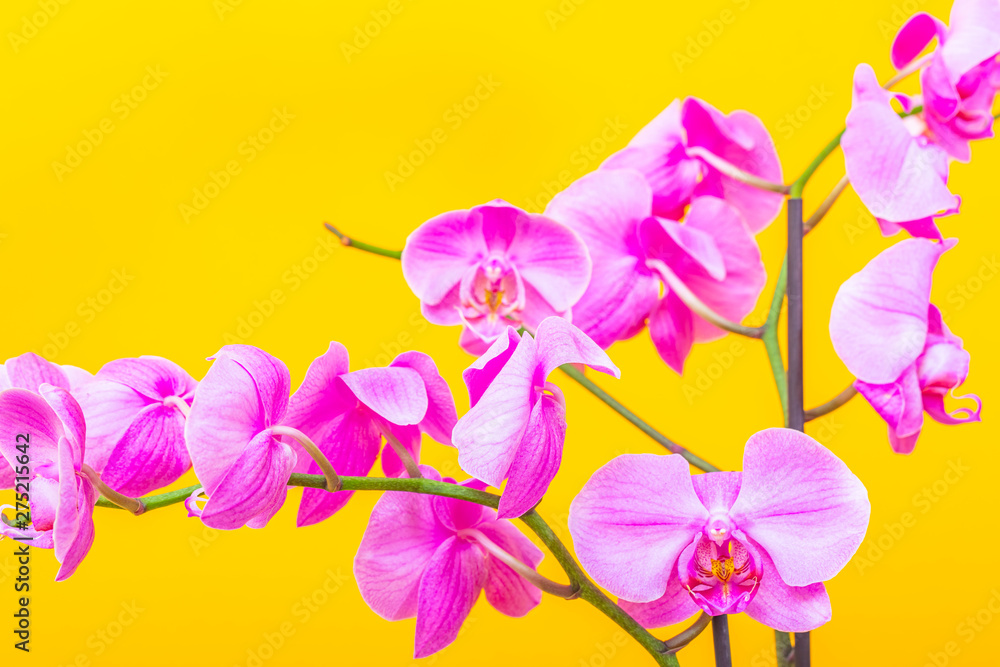 pink orchid flower close up pink orchid flower close up