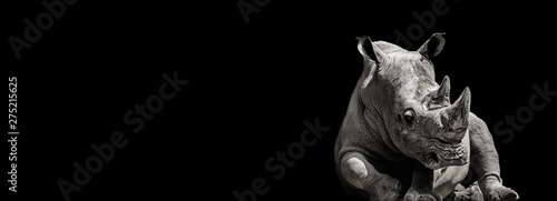 Monochrome lying rhinocero