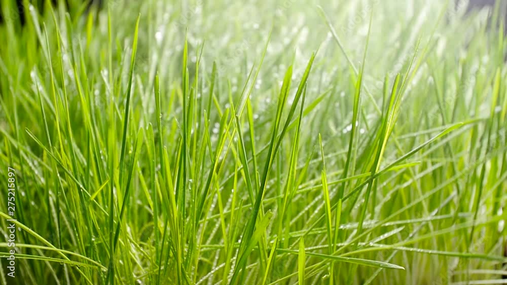 Watering the lawn. Water drops on the grass Watering the lawn. Water drops on the grass