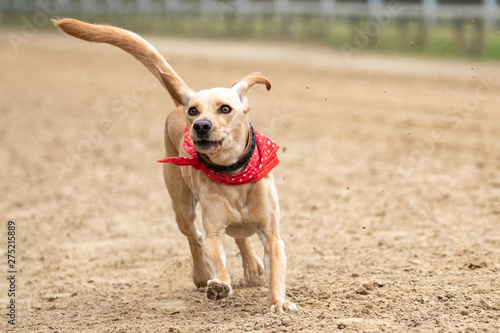 Ein freigestellter Labrador rennt mit hochgerecktem Schwanz über eine Sandbahn photo