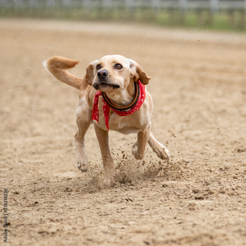 Ein freigestellter Labrador in der Frontale bei einem Hunderennen Ein freigestellter Labrador in der Frontale bei einem Hunderennen
