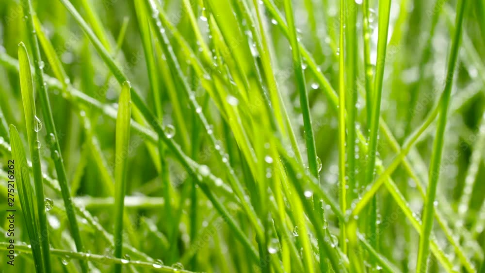 Watering the lawn. Water drops on the grass Watering the lawn. Water drops on the grass