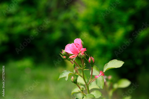 Wallpaper Mural Photo rose petals isolated on the natural blurred background. Closeup. For design, texture, background. Nature. Torontodigital.ca