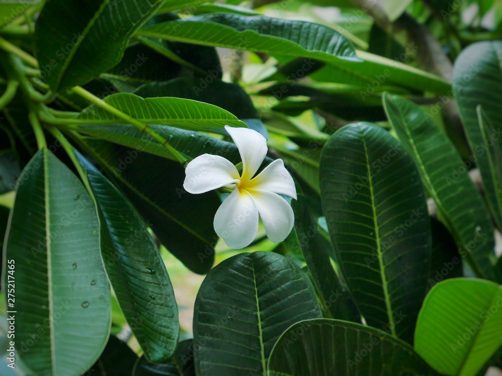 Obraz premium white flower
