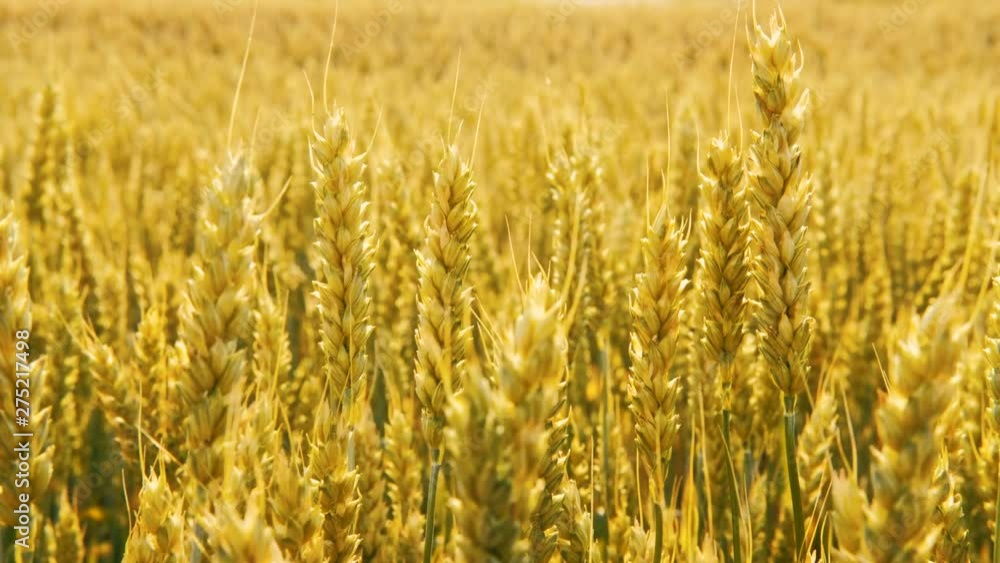 Golden rye or wheat in a field. Harvest time. Organic farming Golden rye or wheat in a field. Harvest time. Organic farming