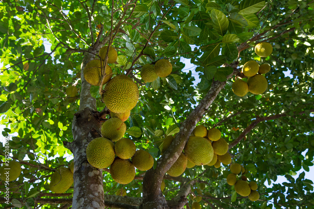 Jackfruit tree Jackfruit tree