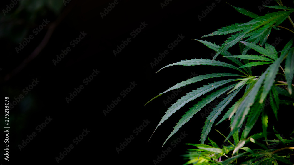 The backlit, evening light cannabis leaves.Green leaves glow in the sun.Poplar fluff covered everything around.Sun through leaves. Hemp in the vast southern regions of the country. The backlit, evening light cannabis leaves.Green leaves glow in the sun.Poplar fluff covered everything around.Sun through leaves. Hemp in the vast southern regions of the country.