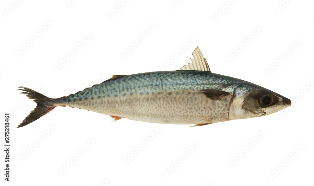 Fresh mackerel fish isolated on white background Fresh mackerel fish isolated on white background