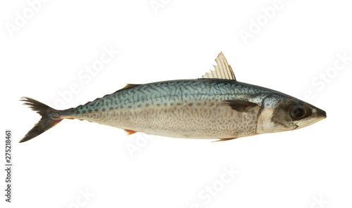 Fresh mackerel fish isolated on white background