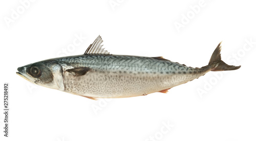 Fresh mackerel fish isolated on white