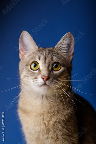 Female cat sitting in front of blue background. Portrait of a beautiful gray cat 11 months old