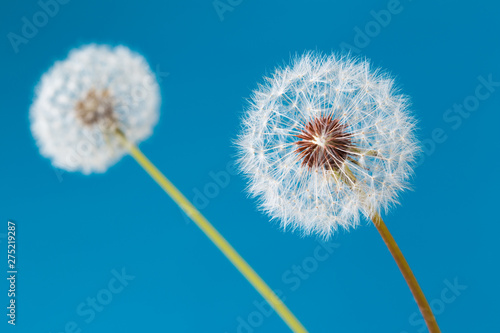 Dandelion clock  close-up  macro - Image .