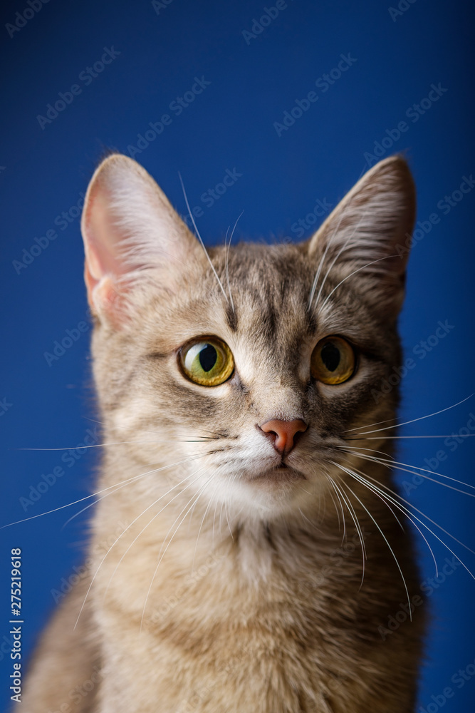 A beautiful gray cat sitting in front of blue background. Portrait of a beautiful gray cat one year