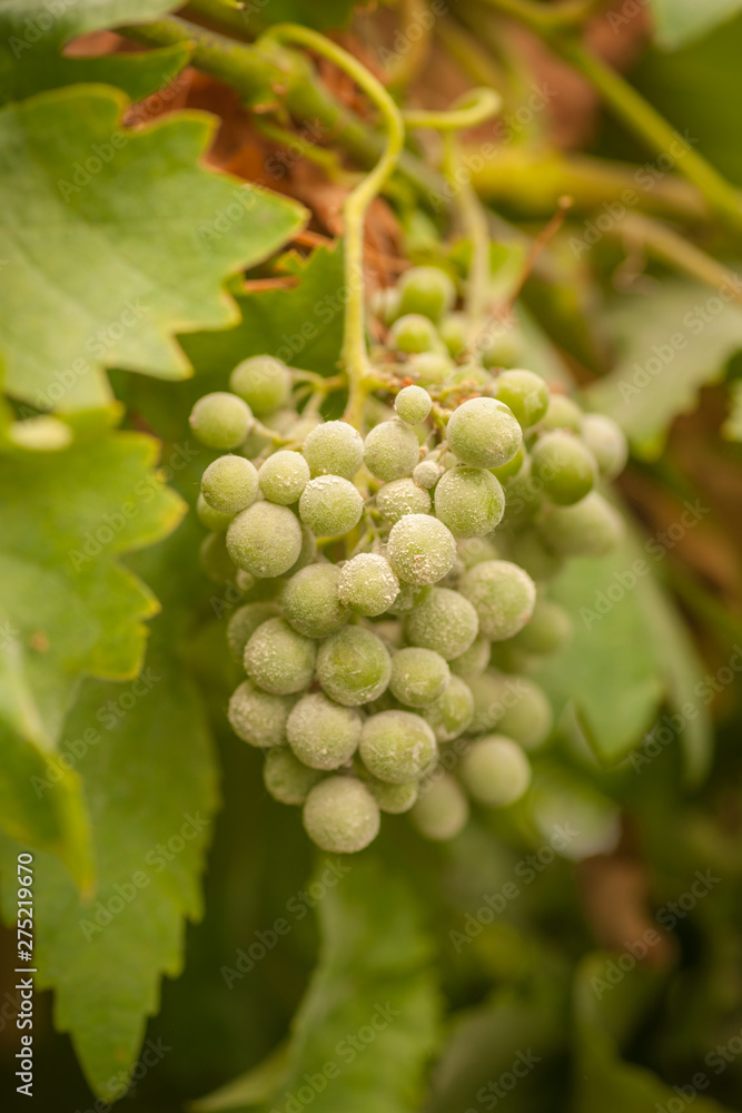 Grapes with Mildew - Uncinula necator Grapes with Mildew - Uncinula necator