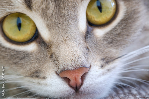 Close-up portrait of a kitten with big yellow eyes. Closeup of nose and cat eyes. Pet concept. 