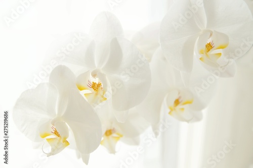 Branch of white Moon orchids. Close up of white orchids on light background. Moon Orchid flower on blur background in composition with copy space. 