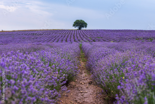 Lavender flowers blooming field and a lonely tree uphill on hot summer day