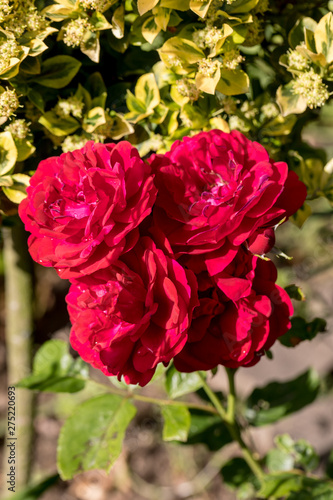 Red roses flowers on the branch in the garden