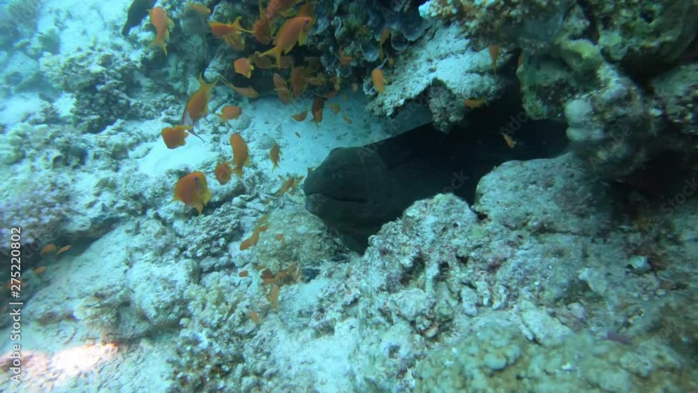 Moray 5 Moray 5