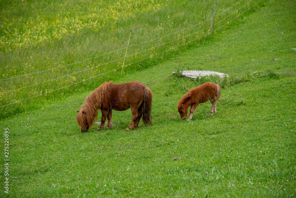 cute mini filly pony with mother cute mini filly pony with mother