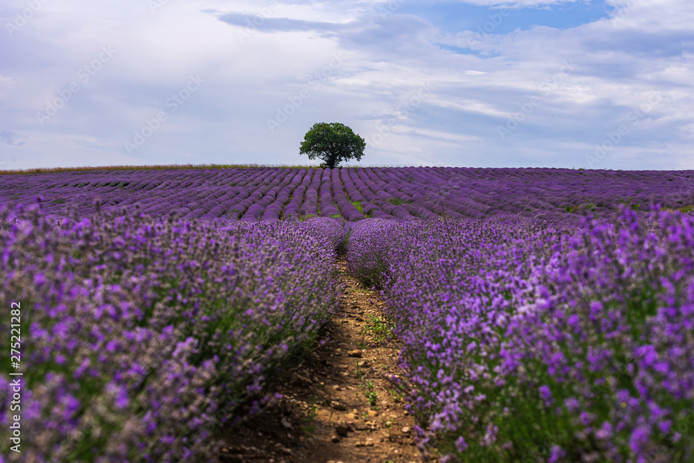 Naklejka premium lavender field Summer sunset landscape with single tree on horizon