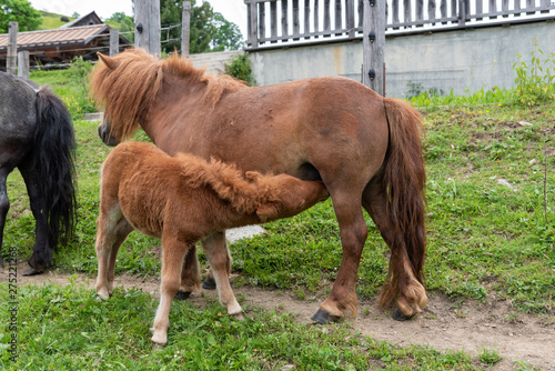 cute light brown baby filly drinking at mother