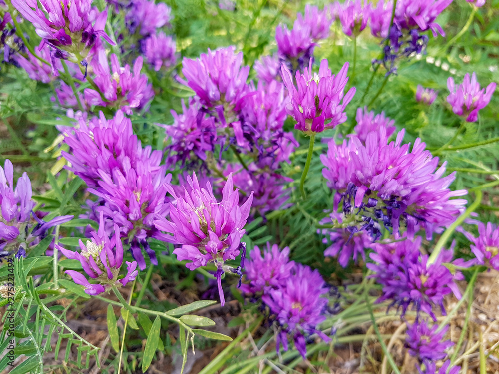 Field of clover flowers Field of clover flowers