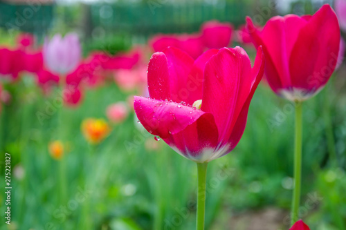Close-up of red tulip flower with blurred flowers as background, spring wallpaper, selective focus, colorful tulips field with water drops after rain © Len0r