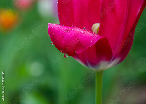 Close-up of red tulip flower with blurred flowers as background, spring wallpaper, selective focus, colorful tulips field with water drops after rain