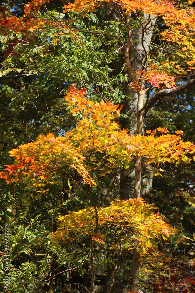 Naklejka premium 鳴子峡 紅葉