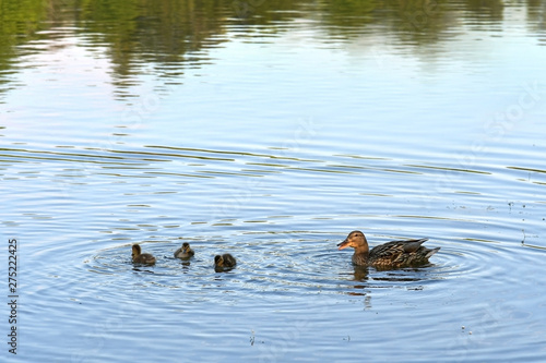 Mother and small duckling are swimming for food at the pond in the park in Russia. © kiddeephoto