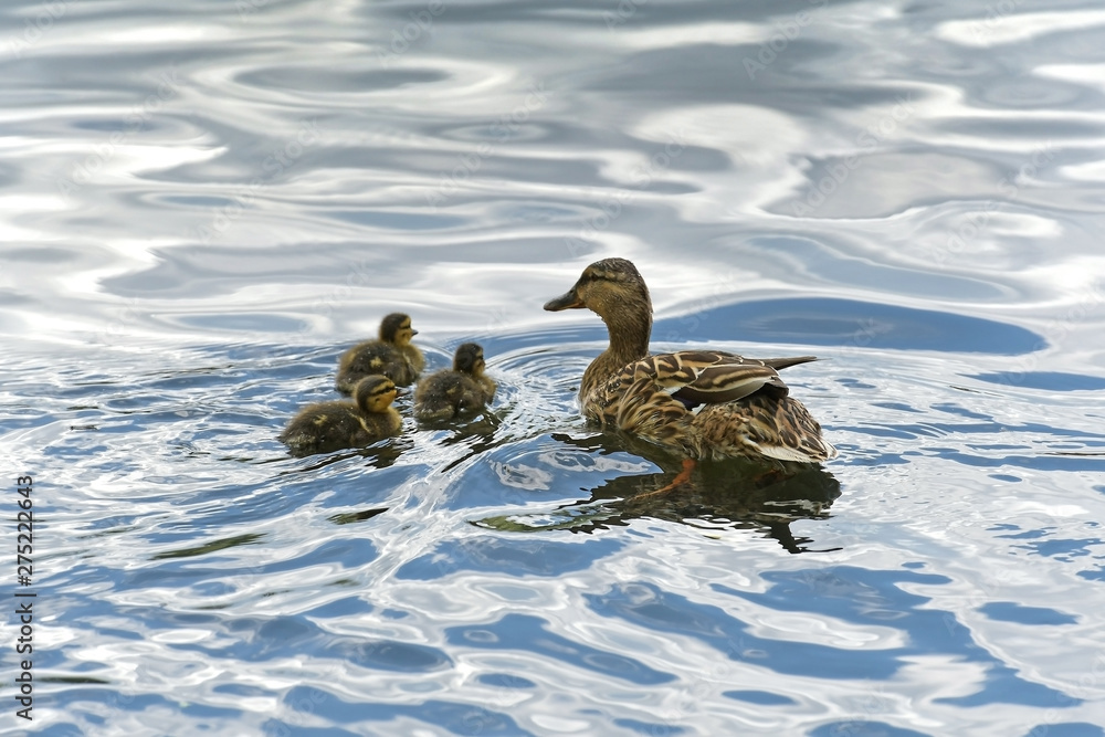 Mother and small duckling are swimming for food at the pond in the park in Russia. Mother and small duckling are swimming for food at the pond in the park in Russia.