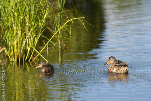 Mother and small duckling are swimming for food at the pond in the park in Russia.