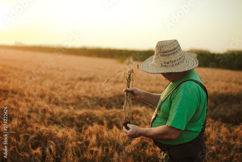 Senior farmer in his field and controls wheat. Farmer in field.