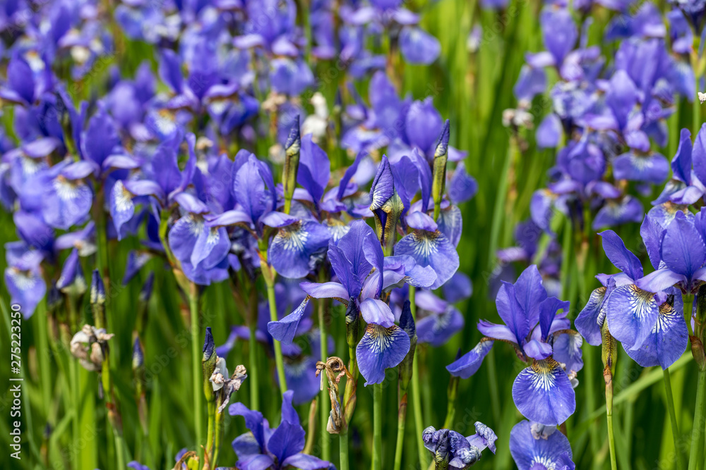 Blue flowers Iris versicolor beautifully blooming in the garden Blue flowers Iris versicolor beautifully blooming in the garden