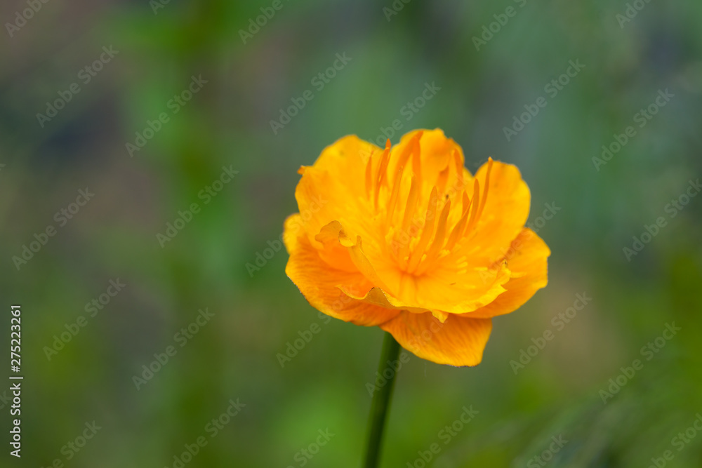 Trollius chinensis - Blooming Beauty Trollius chinensis - Blooming Beauty