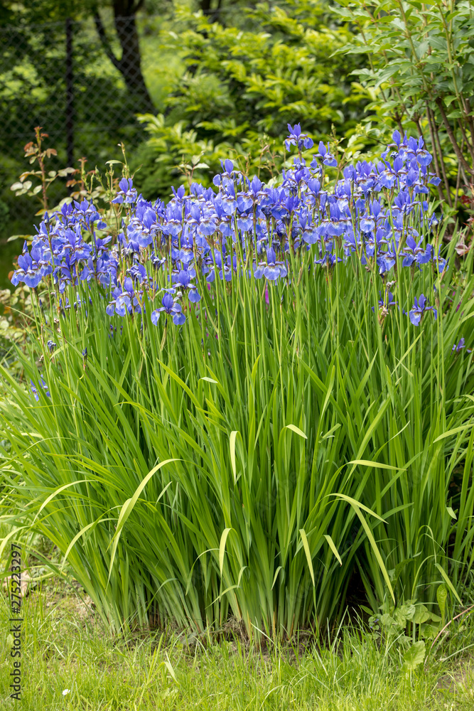 Blue flowers Iris versicolor beautifully blooming in the garden Blue flowers Iris versicolor beautifully blooming in the garden