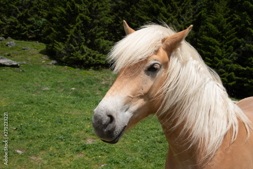 Fototapeta Naklejka Na Ścianę i Meble -  head of a light blown horse