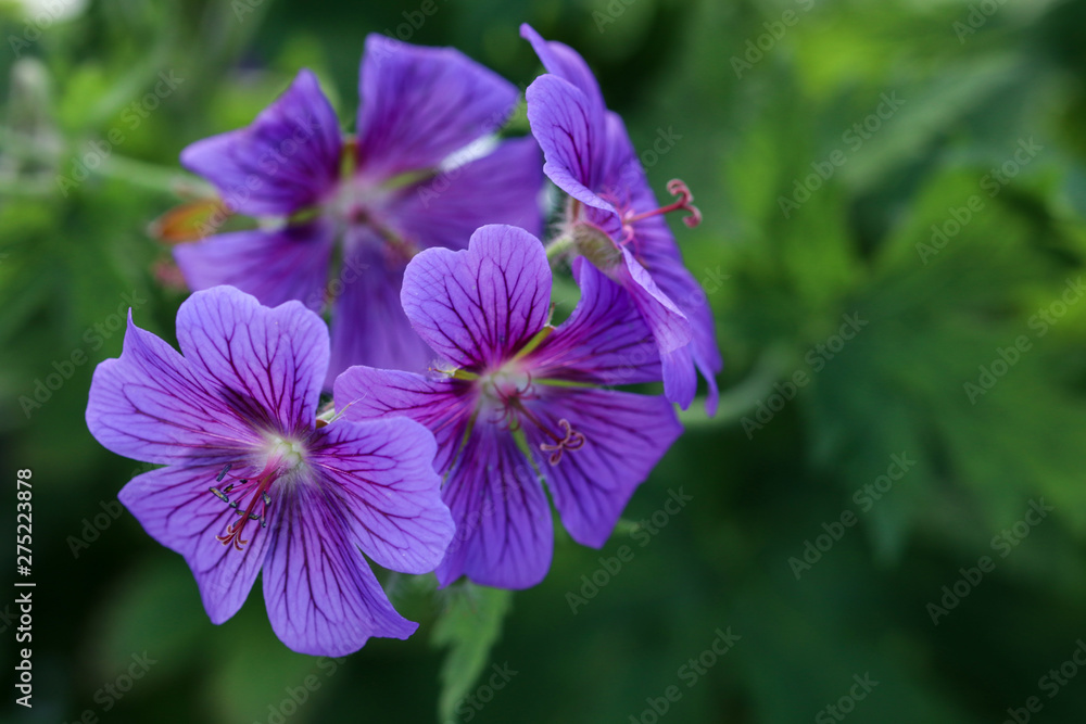purple flowers, close up og geranium flower heads