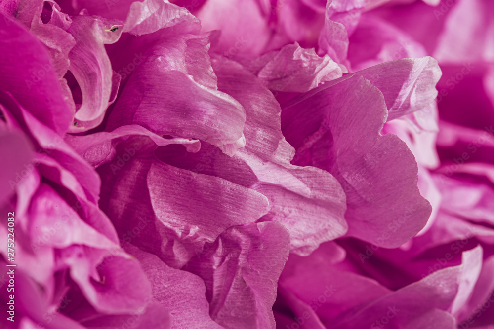 Smooth peony petals macro still with pink and purple colours Smooth peony petals macro still with pink and purple colours