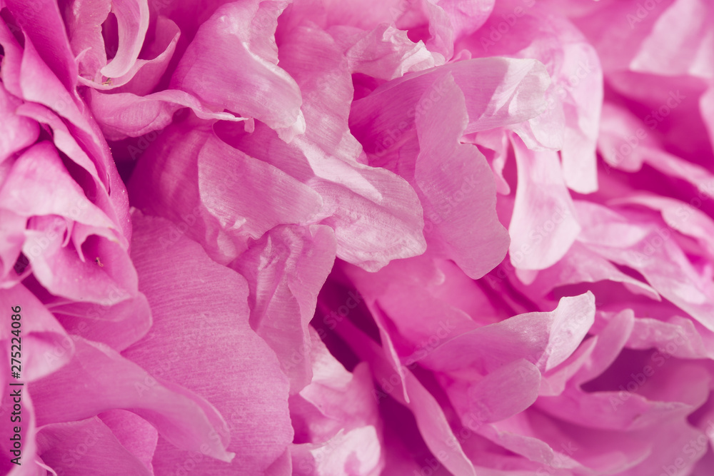 Smooth peony petals macro still with pink and purple colours 